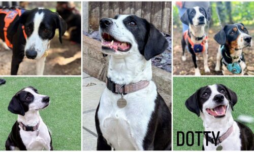 Dotty, a 6 years old female Beagle X Spaniel available for adoption from LIB Dog Rescue in Suffolk